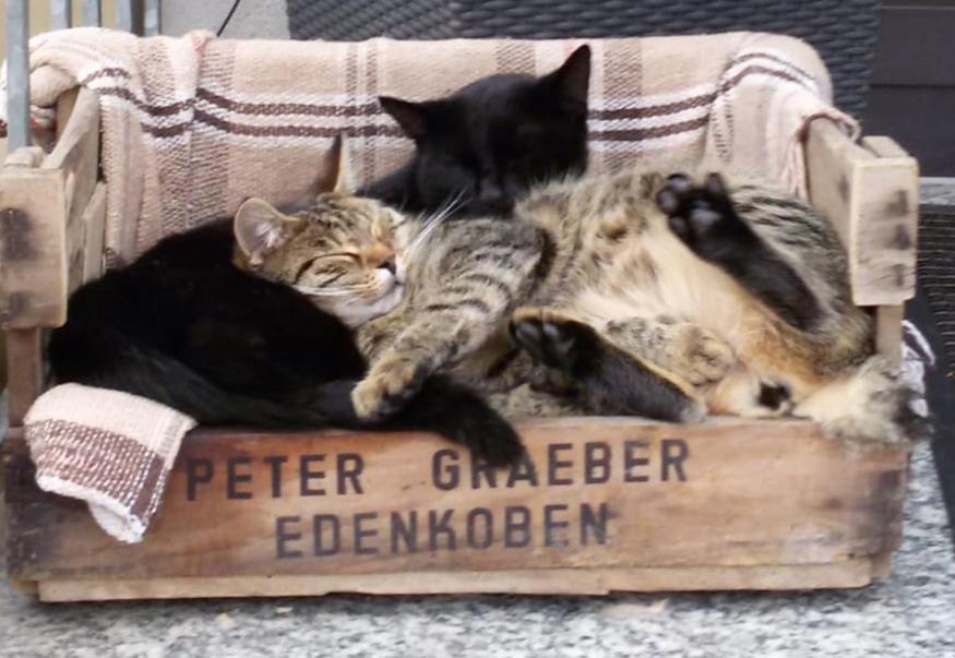 Pension "Der Sulzbachhof" Lehrberg エクステリア 写真